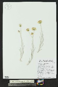 Senecio flaccidus var. flaccidus image