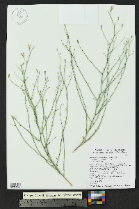 Stephanomeria pauciflora image