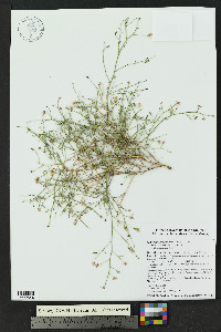 Stephanomeria pauciflora image