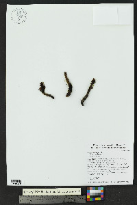 Orobanche cooperi subsp. cooperi image