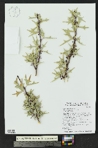 Alloberberis trifoliolata image