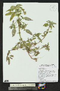 Amaranthus hybridus image