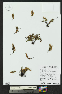 Myriopteris gracilis image