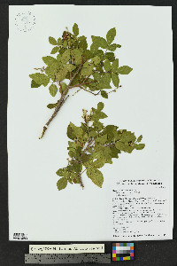 Rhus virens image