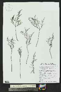Argyrochosma microphylla image