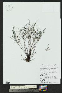 Argyrochosma microphylla image