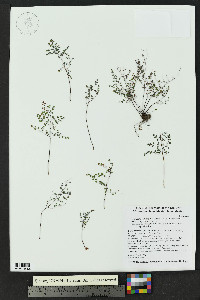Argyrochosma microphylla image