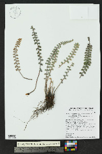 Astrolepis integerrima image