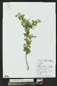Rhus microphylla image