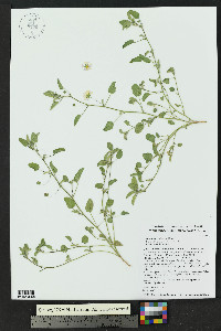 Abutilon parvulum image