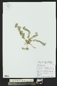 Malvella lepidota image