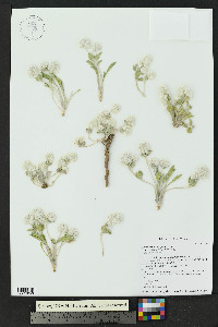 Gomphrena caespitosa image