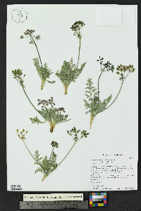 Lomatium orientale image