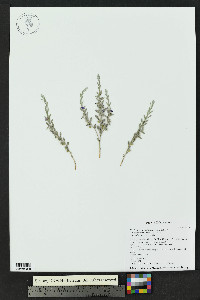 Evolvulus nuttallianus image
