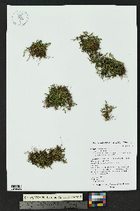 Selaginella underwoodii image