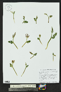 Botrychium hesperium image