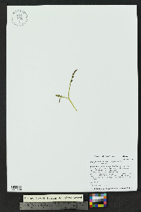 Botrychium furculatum image