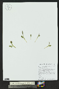 Botrychium hesperium image