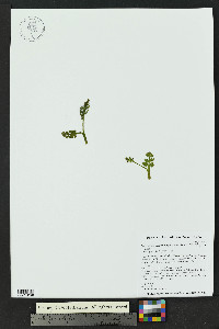Botrychium hesperium image