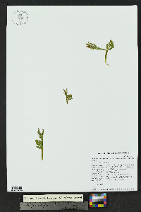 Botrychium hesperium image