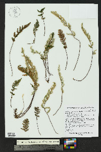 Myriopteris yavapensis image