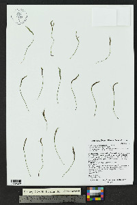 Asplenium septentrionale image