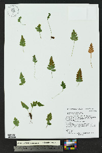 Polypodium hesperium image