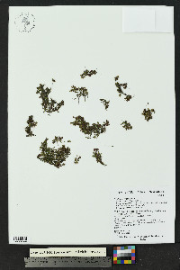 Azolla cristata image
