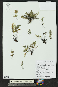 Myriopteris gracilis image