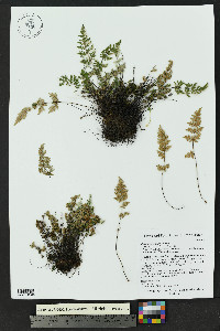 Myriopteris gracilis image