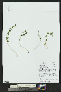 Woodsia plummerae image