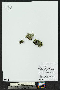 Pinaropappus parvus image
