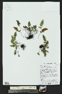 Myriopteris gracilis image
