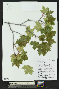 Acer grandidentatum image