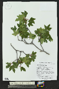Acer grandidentatum image