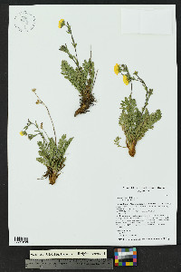 Geum rossii image
