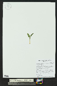 Botrychium lineare image