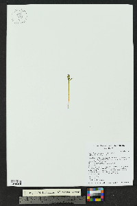 Botrychium tunux image