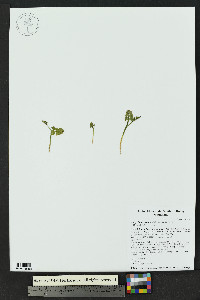 Botrychium neolunaria image