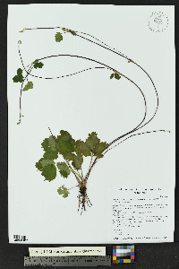 Fragaria vesca subsp. bracteata image