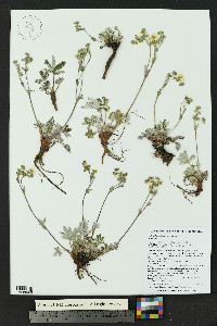 Potentilla pulcherrima image