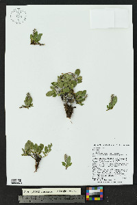 Salix arctica image