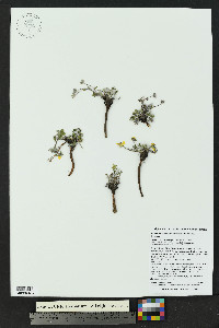 Potentilla concinna image
