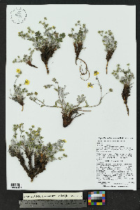 Potentilla concinna image