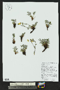 Potentilla pulcherrima image