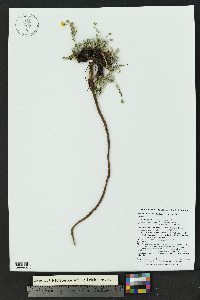Potentilla concinna image