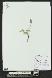 Hibiscus denudatus image