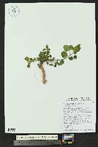 Rhynchosida physocalyx image