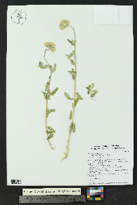 Cevallia sinuata image