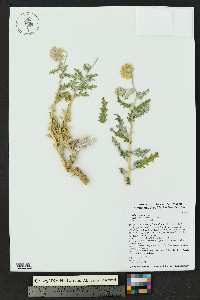 Cevallia sinuata image